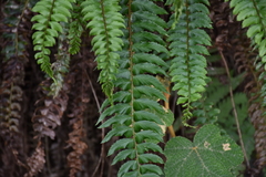 Polystichum nepalense