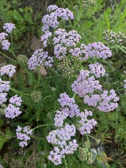 Achillea millefolium