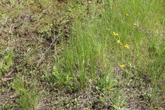 Alopecurus carolinianus