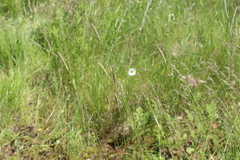 Alopecurus carolinianus