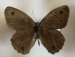 Cercyonis sthenele