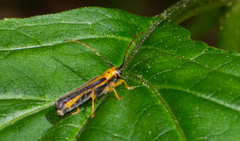 Oberea tripunctata
