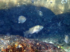 Girella elevata