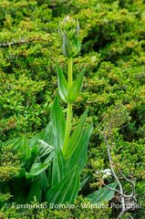 Gentiana lutea lutea