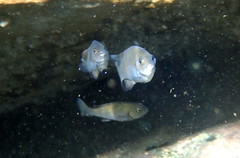 Girella elevata