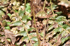 Polystichum nepalense