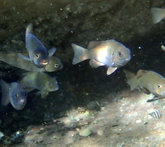 Girella elevata