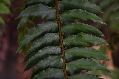 Polystichum nepalense