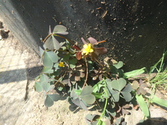 Oxalis corniculata repens