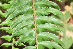 Polystichum nepalense