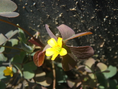 Oxalis corniculata repens