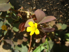 Oxalis corniculata repens