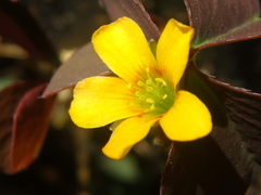 Oxalis corniculata repens