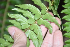 Polystichum nepalense