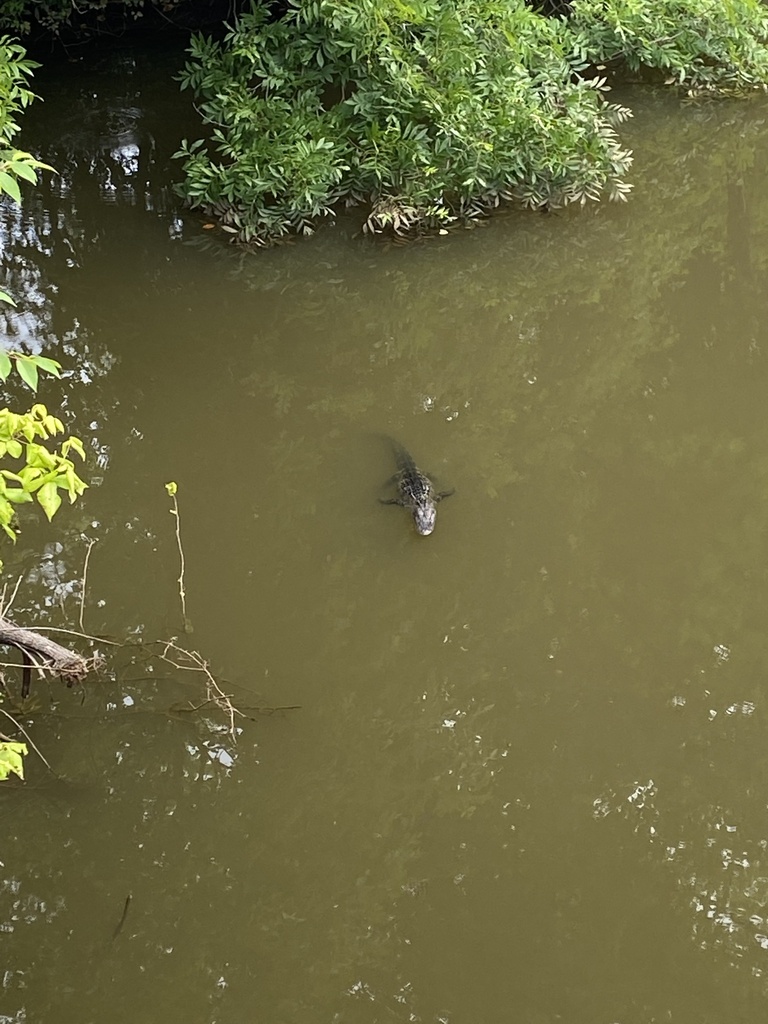 American Alligator from Wheeler Lake, Huntsville, AL, US on June 29