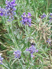 Bombus humilis