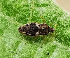 Monosteira unicostata