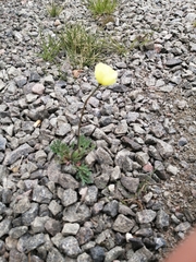 Papaver radicatum