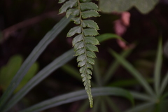Polystichum nepalense