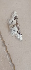 Idaea mustelata