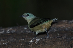 Dacnis nigripes