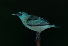 Dacnis nigripes