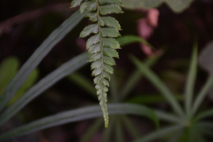 Polystichum nepalense