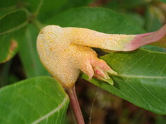 Puccinia minutissima