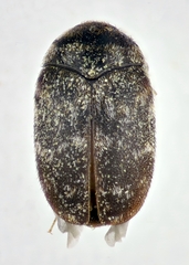 Trogoderma versicolor