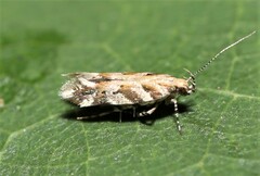 Aristotelia lespedezae