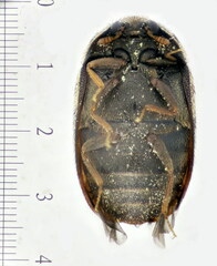 Trogoderma versicolor