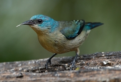 Dacnis nigripes