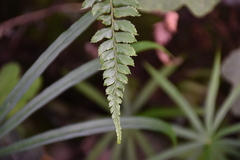Polystichum nepalense