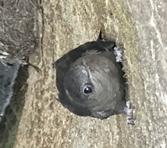 Chaetura pelagica