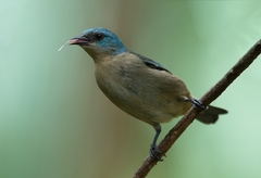 Dacnis nigripes