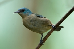 Dacnis nigripes