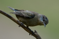 Dacnis nigripes