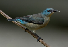 Dacnis nigripes