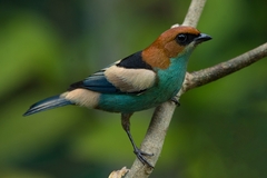 Stilpnia peruviana
