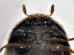 Trogoderma versicolor