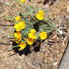 Eschscholzia californica