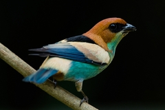 Stilpnia peruviana