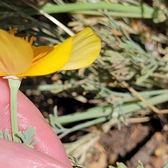 Eschscholzia californica