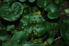 Puccinia asarina