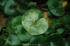 Puccinia asarina