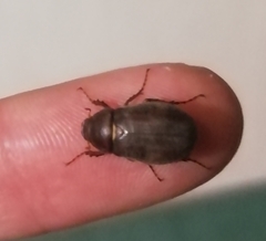 Aplidia transversa transversa