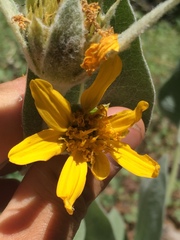Wyethia mollis