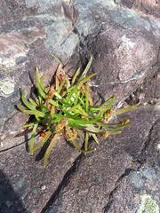 Plantago maritima juncoides