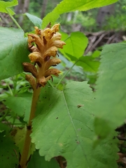 Orobanche salviae