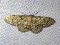 Idaea alyssumata